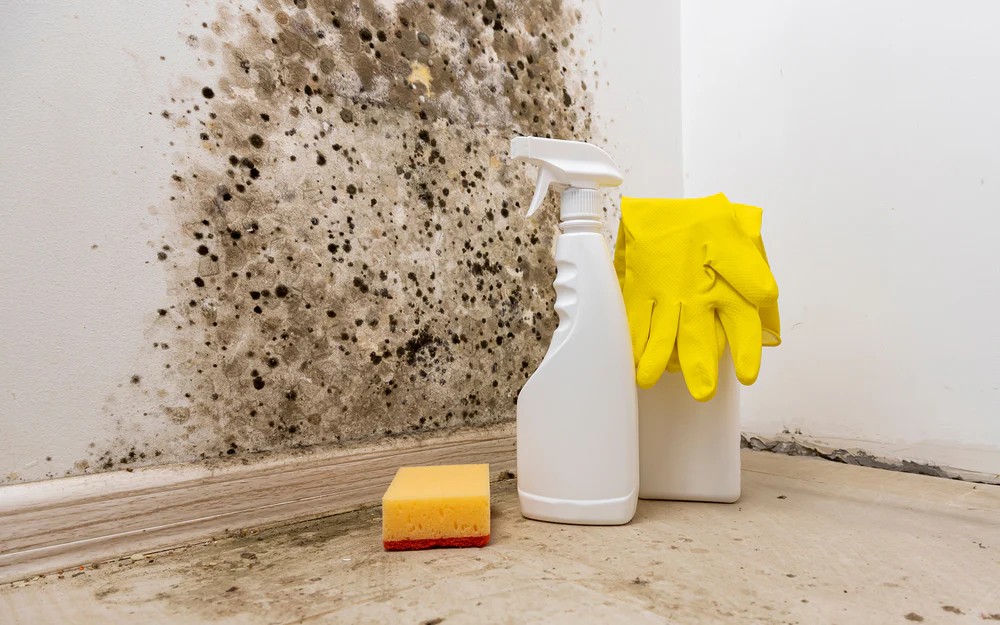 Deep cleaning for mold and mildew