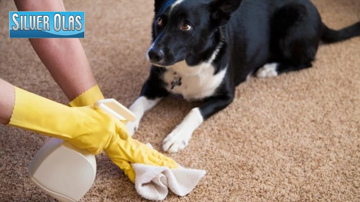 Removing old Set-In Pet Stains from Carpet with a Silver Olas spray bottle.