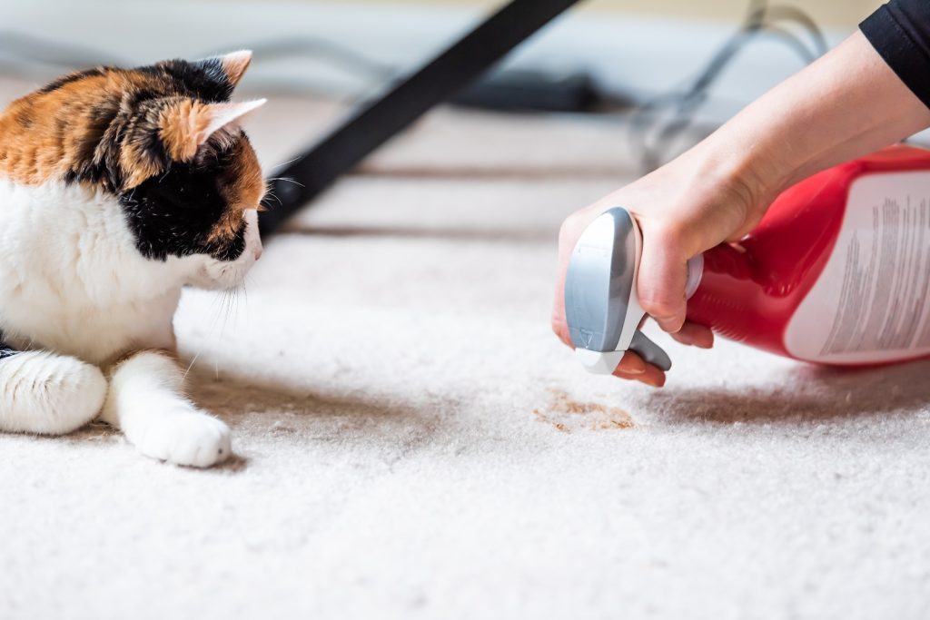 You Need Professional Pet Stain Removal