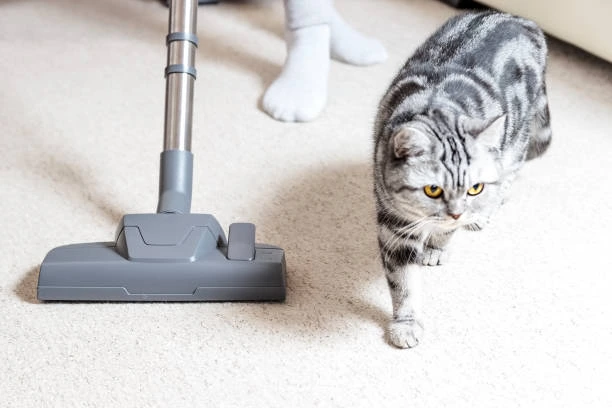 Vacuuming carpet with a cat walking nearby for pet carpet cleaning in Oceanside services.